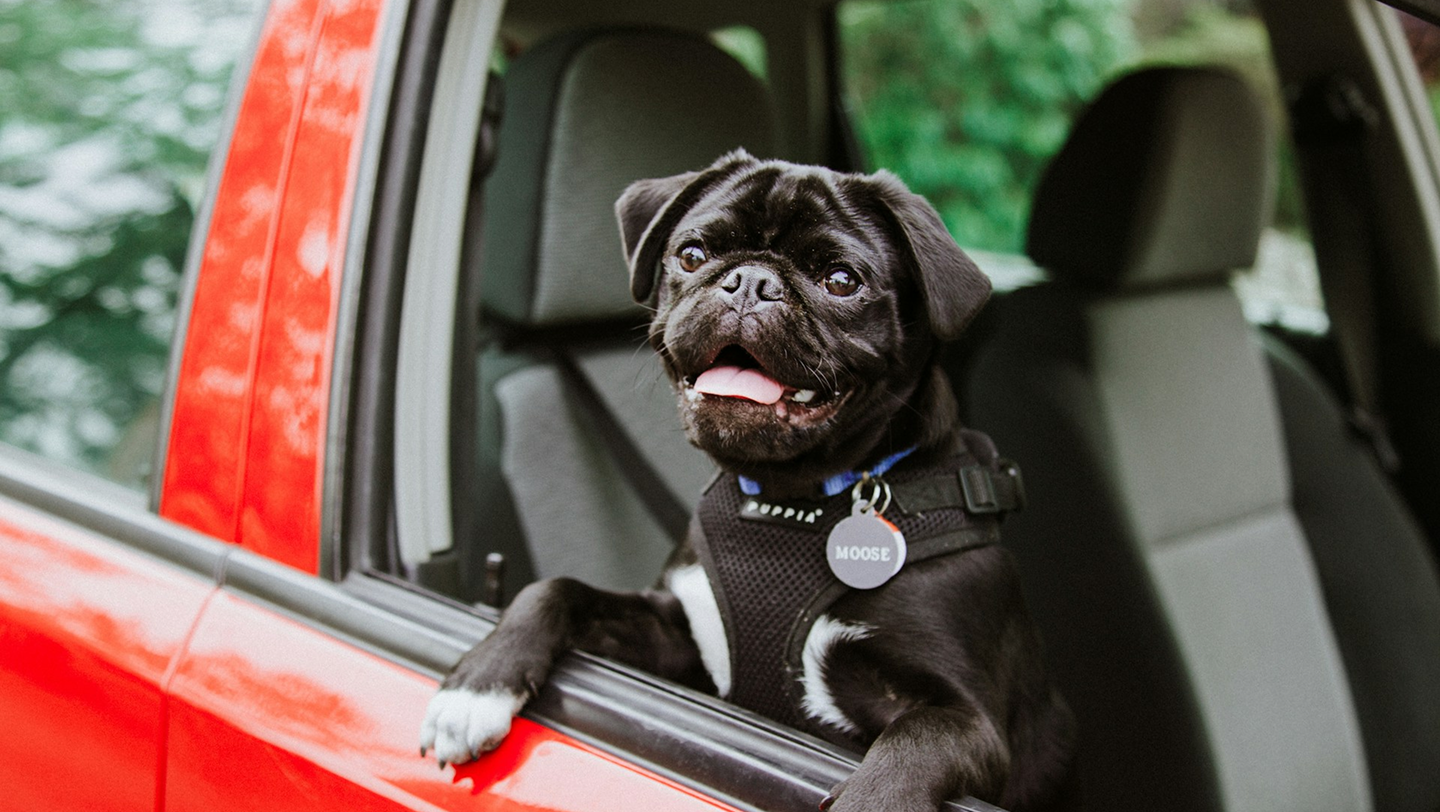 Black pug leaning out of the window of a red car