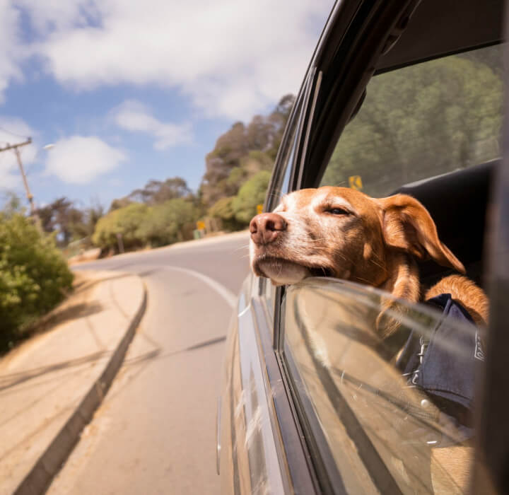 Brown dog enjoying the breeze through an open car window
