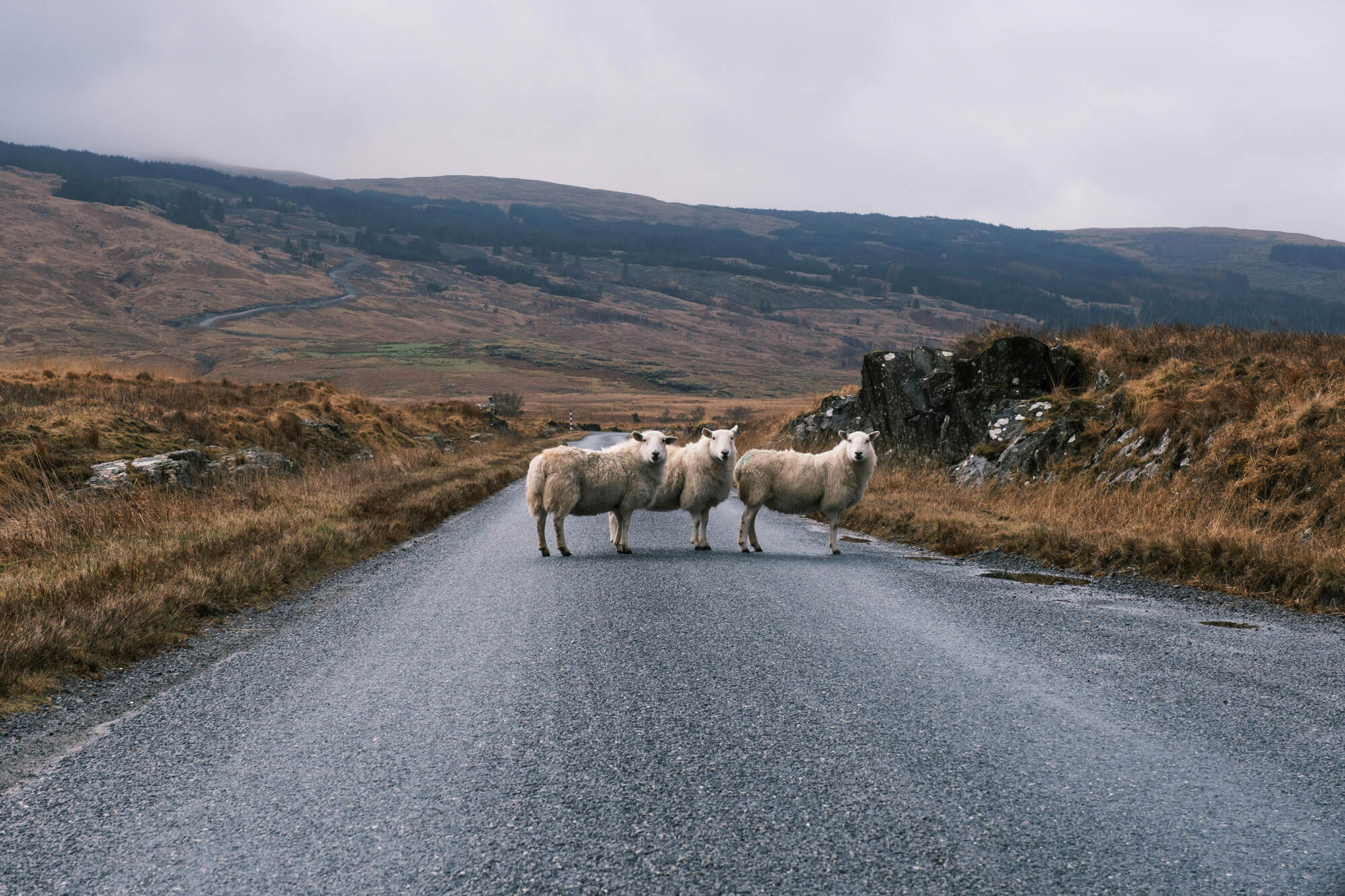 Sheep walking across rural road