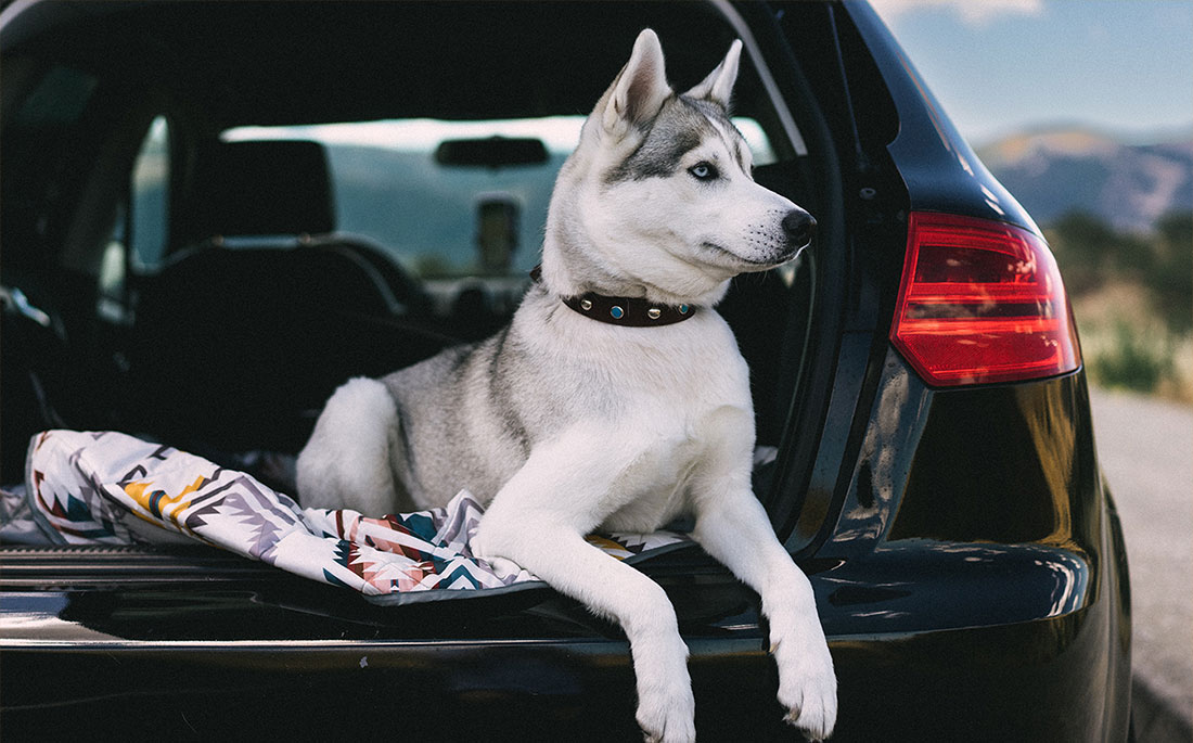 Dog in boot 