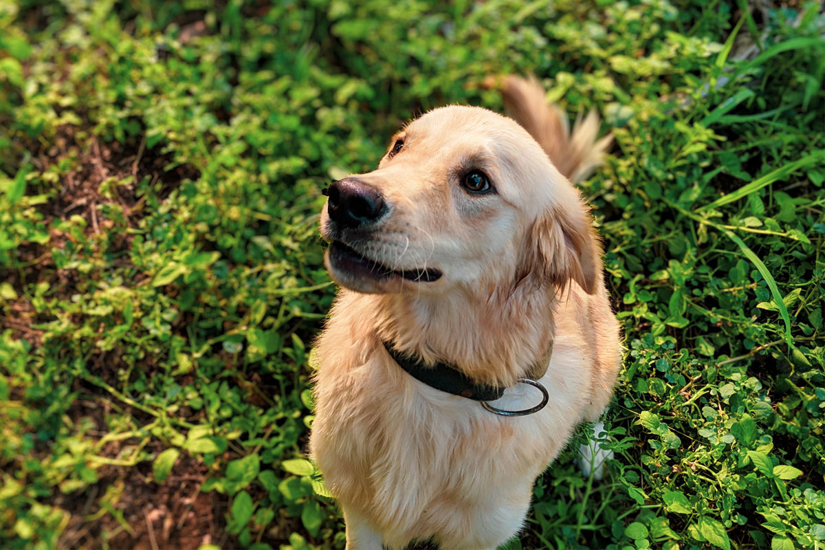 golden retriever