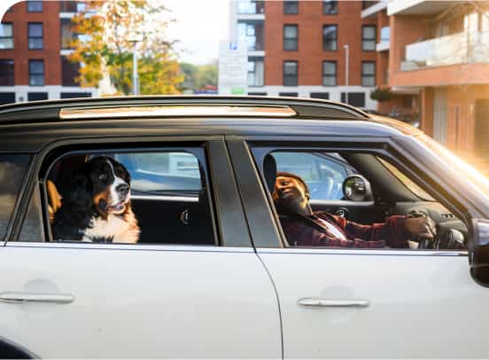 Person looking in backseat at a very large dog. Dog is blocking the driver’s rearview mirror.